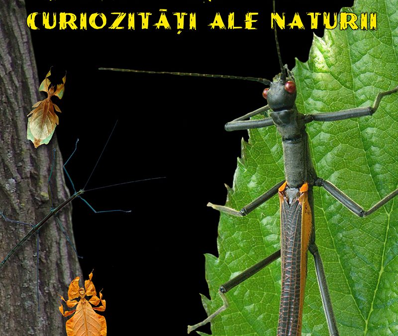 Expozitie: Fasmidele – curiozităţi ale naturii
